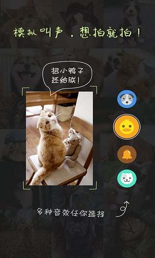 萌宠相机软件截图2